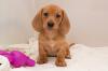 Puppies for sale Czech Republic, Prague Dachshund
