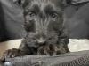Puppies for sale Spain, Seville Scots setter
