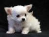 Puppies for sale Belgium, Liege Chihuahua