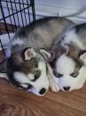 Puppies for sale Greece, Athens Haski