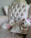 Puppies for sale Cyprus, Larnaca Maltese