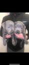 Puppies for sale Greece, Athens Staffordshire Bull Terrier