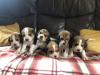Puppies for sale Cyprus, Paphos Beagle