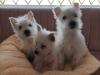 Puppies for sale Spain, Valencia West Highland White Terrier