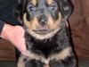 Puppies for sale Netherlands, Dordrecht Rottweiler