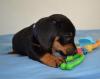 Puppies for sale France, Paris Dachshund
