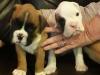 Puppies for sale Cyprus, Larnaca Boxer