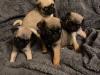 Puppies for sale Greece, Athens Toy-poodle