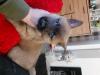 Puppies for sale Greece, Larissa , pomsky