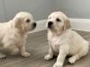 Puppies for sale Malta, Valletta Golden Retriever