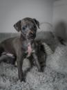 Puppies for sale Netherlands, Rotterdam Italian Greyhound