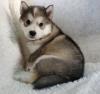 Puppies for sale Cyprus, Paphos Other breed, Alaskan Malamute