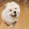 Puppies for sale Germany, Stuttgart Chow Chow