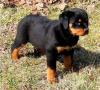 Puppies for sale Czech Republic, Brno Rottweiler
