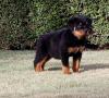 Puppies for sale Italy, Rome Rottweiler