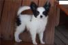 Puppies for sale Cyprus, Nicosia Papillon and Phalene