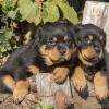 Puppies for sale Belgium, Liege Rottweiler