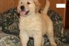 Puppies for sale Cyprus, Nicosia Golden Retriever