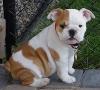 Puppies for sale Cyprus, Limassol English Bulldog