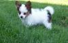 Puppies for sale Cyprus, Nicosia Papillon and Phalene