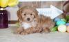 Puppies for sale Greece, Athens , cavapoo