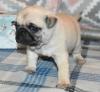 Puppies for sale Russia, Moscow Pug