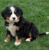 Puppies for sale Italy, Bergamo Bernese Mountain Dog