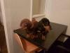 Puppies for sale Latvia, Riga Dachshund