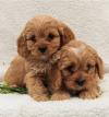 Puppies for sale Belgium, Antwerp , Cavapoo