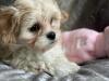 Puppies for sale Malta, Valletta , maltipoo