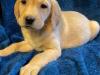 Puppies for sale Greece, Heraklion Labrador