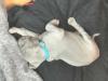 Puppies for sale Greece, Patra Weimaraner