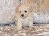 Puppies for sale Poland, Warsaw , maltipoo