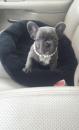 Puppies for sale Finland, Helsinki French Bulldog