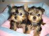 Puppies for sale Austria, Graz Yorkshire Terrier