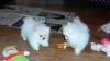 Puppies for sale Cyprus, Limassol Pomeranian Spitz
