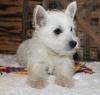 Puppies for sale Malta, Valletta West Highland White Terrier