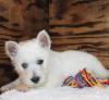 Puppies for sale Slovakia, Bratislava West Highland White Terrier