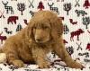 Puppies for sale Ireland, NAVAN , GOLDENDOODLE