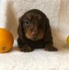 Puppies for sale Germany, Dessau Dachshund