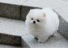 Puppies for sale Netherlands, Amsterdam Pomeranian Spitz