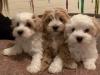 Puppies for sale Spain, Madrid , maltipoo
