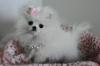 Puppies for sale Netherlands, Harlem Pomeranian Spitz