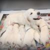 Puppies for sale Canada, Quebec, Montreal Golden Retriever