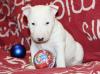 Puppies for sale Portugal, Faro Bull Terrier