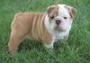 Puppies for sale Cyprus, Protaras English Bulldog