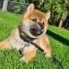 Puppies for sale Hungary, Budapest , Shiba Inu