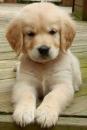 Продам щенка Slovenia, niches , Golden Retriever Puppies