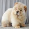 Puppies for sale Latvia, Madonna Chow Chow