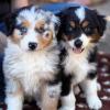 Puppies for sale Georgia, Kutaisi Australian Shepherd